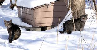Outdoor Cat Shelter Options Insulated
