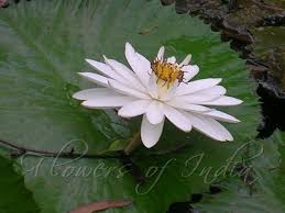 nymphaea scens white water lily