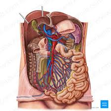 small intestine blood supply and