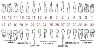 Inquisitive Dental Chart With Teeth Numbers Dental Diagram