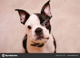boston terrier puppy stock photos