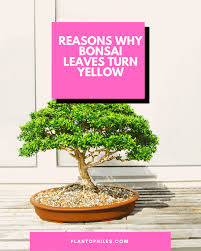 bonsai leaves turning yellow 7 reasons