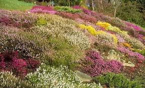 В садах или на альпийской горке культивированный куст живет до 5 лет. Veresk V Gorshke Zelyonyj Sad