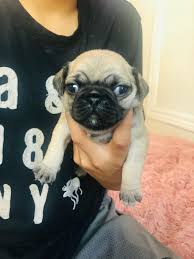 Only guaranteed quality, healthy puppies. Pug Puppies For Sale In California Bay Area