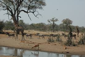 Q A Extreme Drought In South Africas Kruger National Park