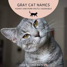 320 gray cat names funny and purr