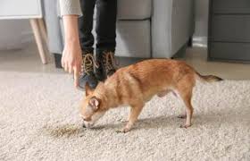 how to remove pet stains on carpets
