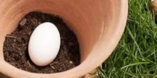 bury an egg in the soil