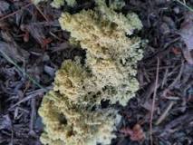 How do I know if I have fungus in my garden?