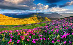 Spring Mountain Landscape Flowers Purple Colored Hills With Green Grass Dark Clouds On The Sky Desktop Wallpaper Backgrounds Hd 5200x3250 : Wallpapers13.com