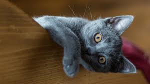 are chartreux cats easy to train petskb