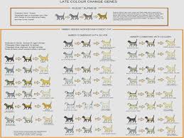 Cat Colour And Pattern Charts And Article Very Detailed And