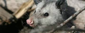 Humane Possum Removal Brisbane