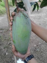 Untuk jenis mangga mahatir, berat buahnya bisa mencapai 4 kiloan, mangga varietas ini berasal dari negara malaysia. Tanaman Buah Mangga Mahatir Samudrabibit Com