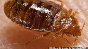 The Doctor Is In Treating Pesky Bed Bugs