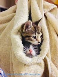 Kittens and puppies baby kittens cute cats and kittens i love cats crazy cats cool cats kittens cutest kitty cats ragdoll kittens. Cats And Kittens Cats N Kittens Twitter