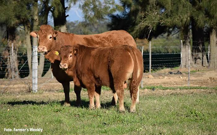COMPRENDIENDO EL GEN F94L EN EL GANADO LIMOUSIN – CRIADORES GANADO LECHERO