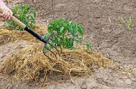 straw mulch around vegetable plants