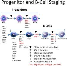 Human B‐cell and progenitor stages as determined by probability state modeling of multidimensional cytometry data - Bagwell - 2015 - Cytometry Part B: Clinical Cytometry - Wiley Online Library