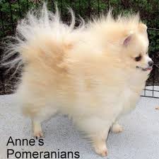 Pomeranian Colors Chart Google Search Pomeranians