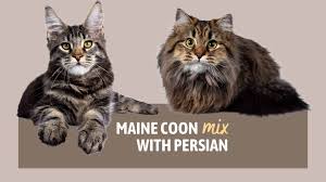 maine mix with persian