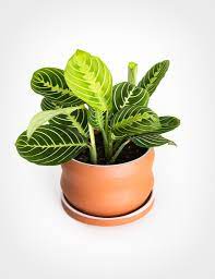 Поливайте растението веднъж на една седмица, а през горещите месеци му осигурете повече влага. Lesni Za Otglezhdane Cvetya Za Doma Blog Youthiful