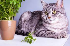 is basil toxic to cats our