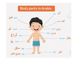 learn the parts of the body in arabic