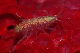 r copepods and hipods