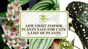 Low Light Indoor Plants Safe For Cats