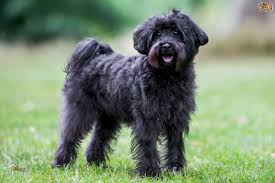 Schnoodle Dog Breed Facts Highlights Buying Advice
