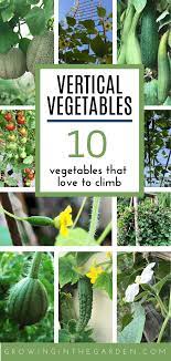vertical gardening 10 vegetables that