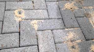 pests can damage your patio