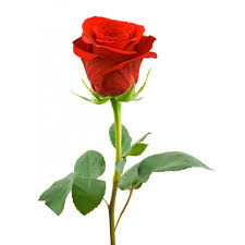 red rose long stem to uganda kala