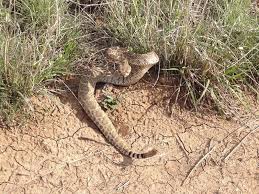 snake found in oklahoma are venomous