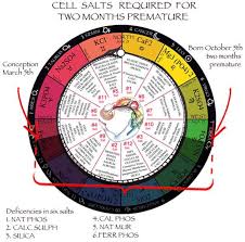 Chemistry Of The Living Tissues The Twelve Zodiacal Cell