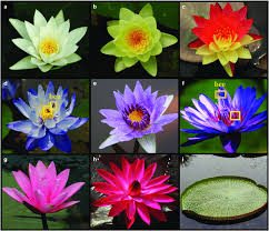 water lilies are ornamental plants with