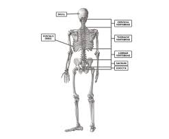 It runs down the centre of the body. Crossfit Basic Structure Of The Vertebrae