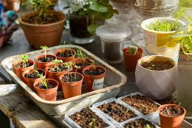 Grow Herbs Even If You Don T Have A Garden