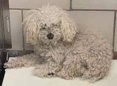 8 best poodle rescues in texas 2023