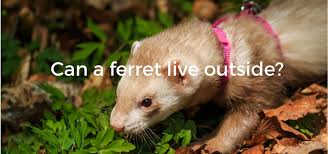 Can A Ferret Live Outside Ideal Outside Temperature Hot