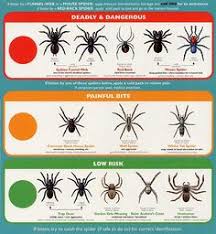 12 Best Spider Identification Images In 2019 Spider