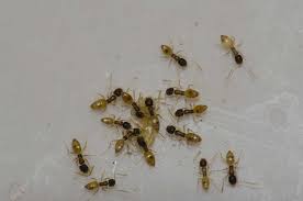 how to get rid of pest ants pests in