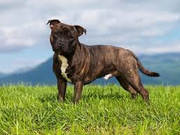 The staffordshire bull terrier is a smooth coated dog that possesses great strength for its size. Staffordshire Bull Terrier Dog Breed Australian Dog Lover