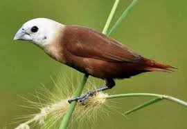 Suara burung cici padi merah betina. Download Suara Burung Emprit Gantil Kaji Gacor Mp3 Harga