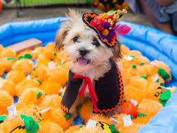 9 paw esome halloween costume ideas for