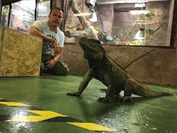 national reptile zoo ireland s only