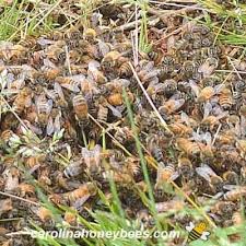 Why Are My Honey Bees On The Ground