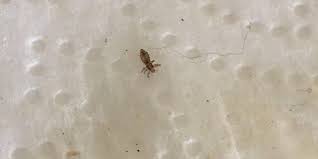 bed bugs vs lice what s the difference