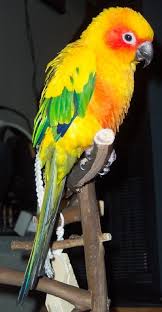Types Of Conures A Guide To 10 Popular Choices Of Pet
